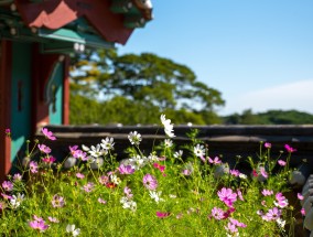 英国宗教建筑中的花卉标志与银川盆栽花卉批发市场的魅力英国本土花卉