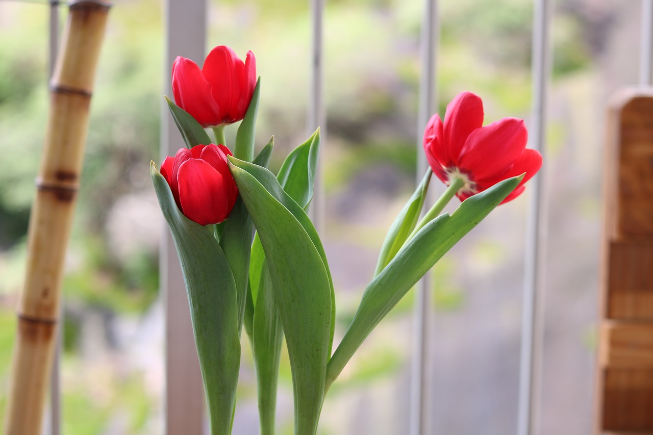 鑫阳花卉——整点花卉批发之首选鑫阳花卉	整点花卉批发电话  第1张